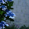 田植えを終えてⅡ