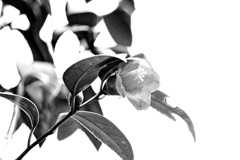 咲く花あれば散る花もⅥ