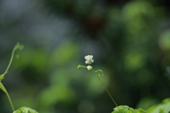 ロシアのレンズで花たちを　ⅲ