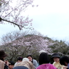 お花見Ⅲ
