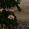 ネムの花　ⅱ
