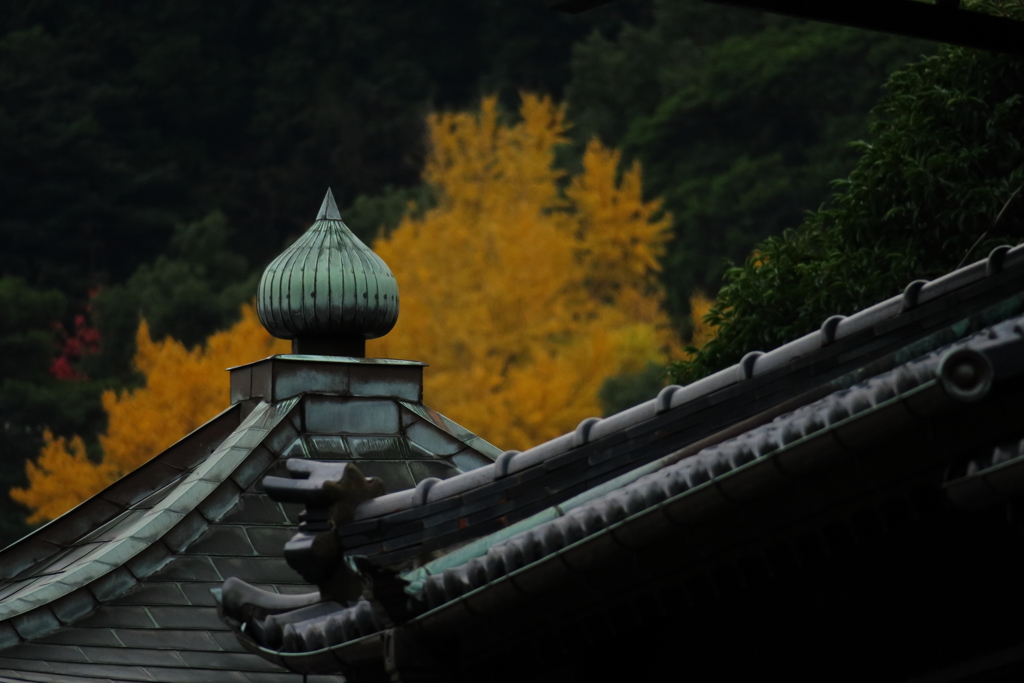 お寺と銀杏