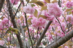 八重桜Ⅱ
