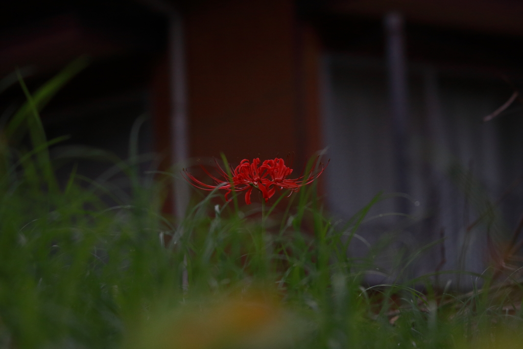 近所のモデルさん　ⅲ