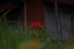 近所のモデルさん　ⅲ