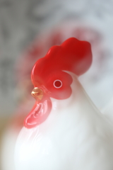 雨上がりのお遊びⅤ