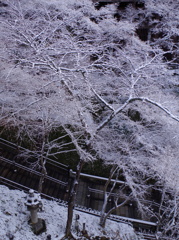 枯れ木に花を