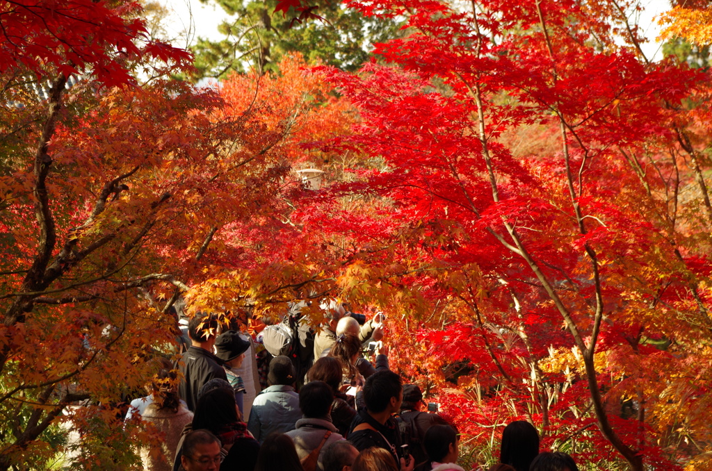 紅葉のトンネル