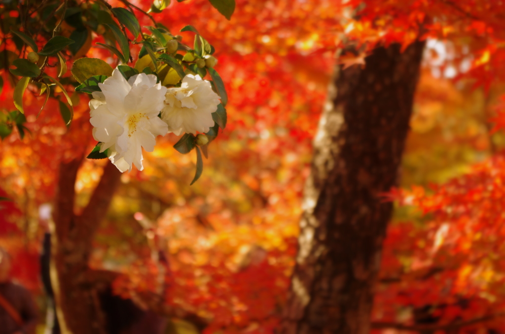 永観堂禅林寺 山茶花