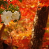 永観堂禅林寺 山茶花