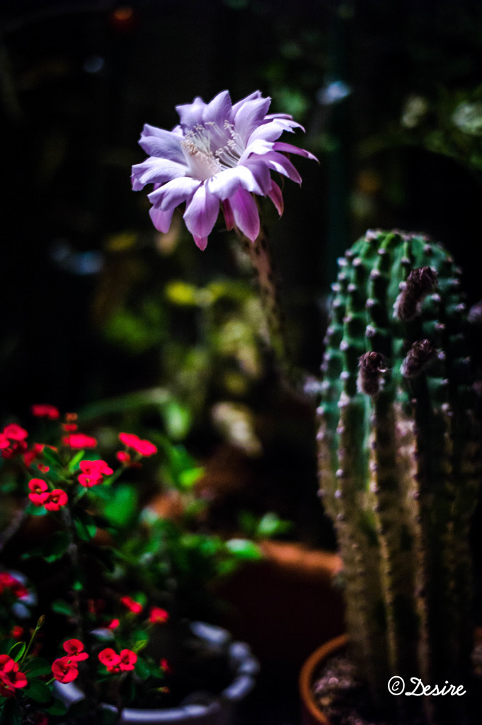 サボテンの花