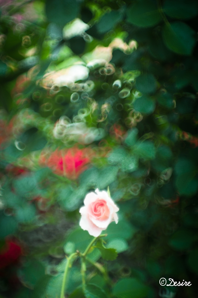Pink rose