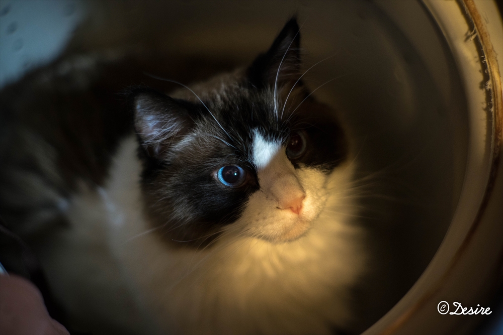 愛猫
