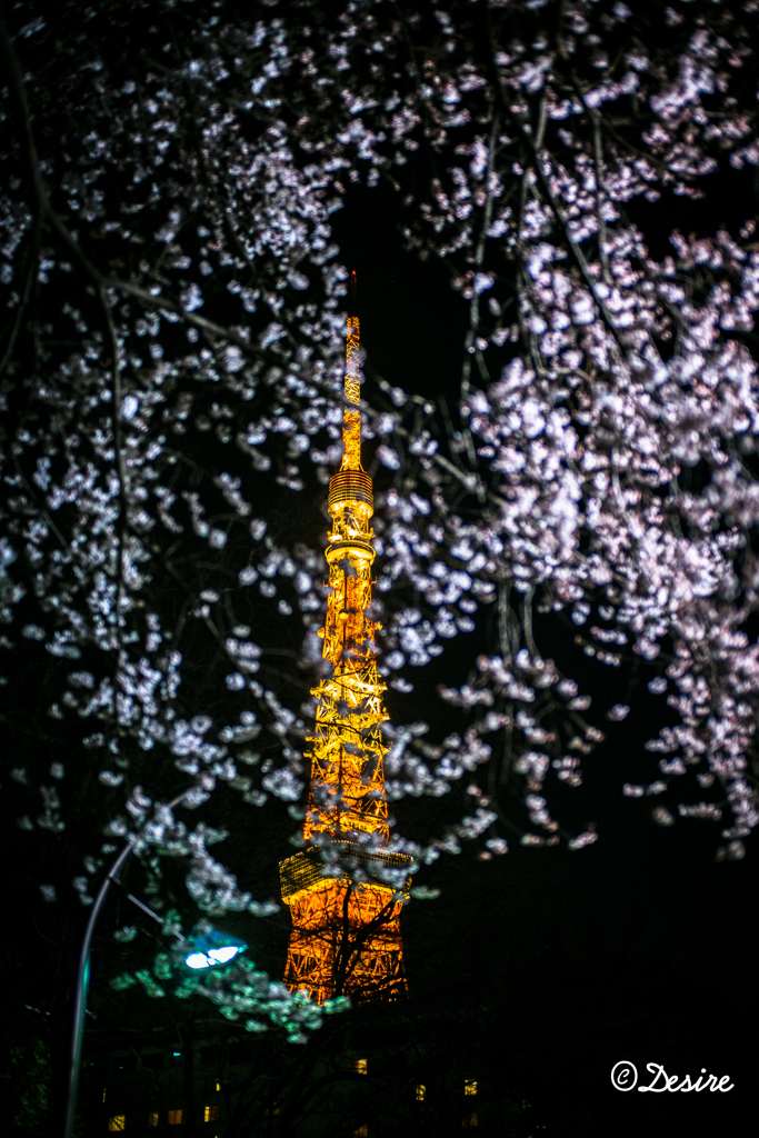 東京電波塔とサクラ