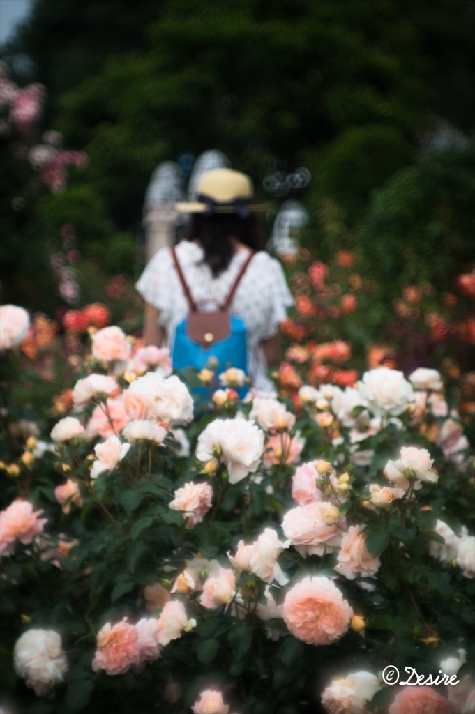薔薇につつまれて