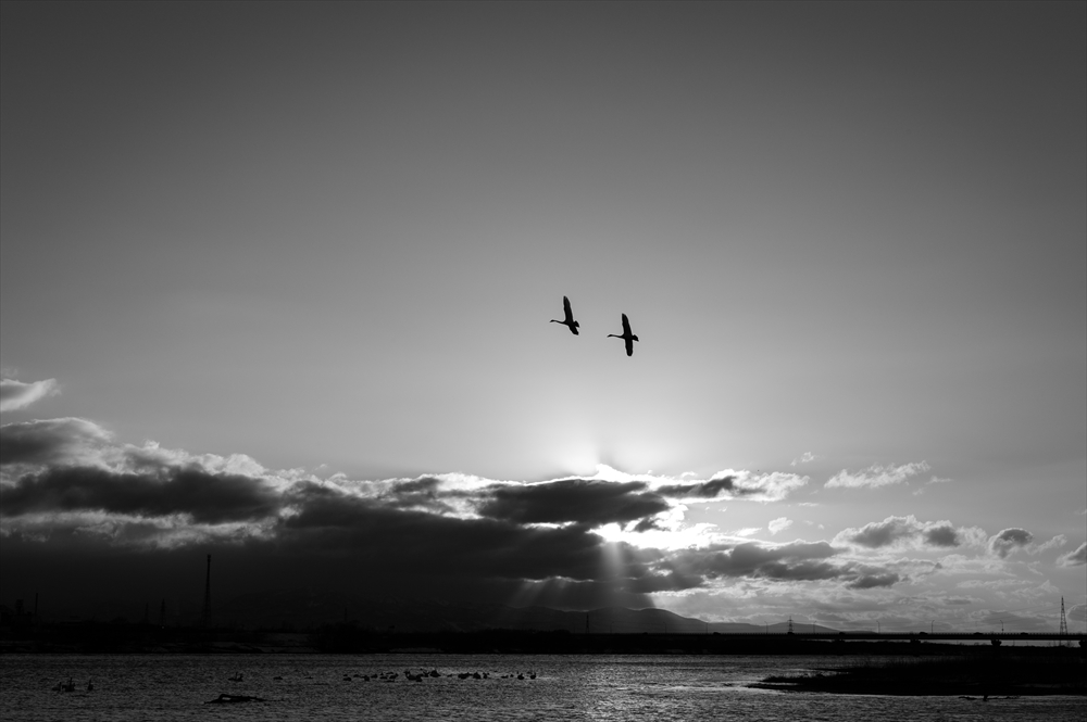 Swan