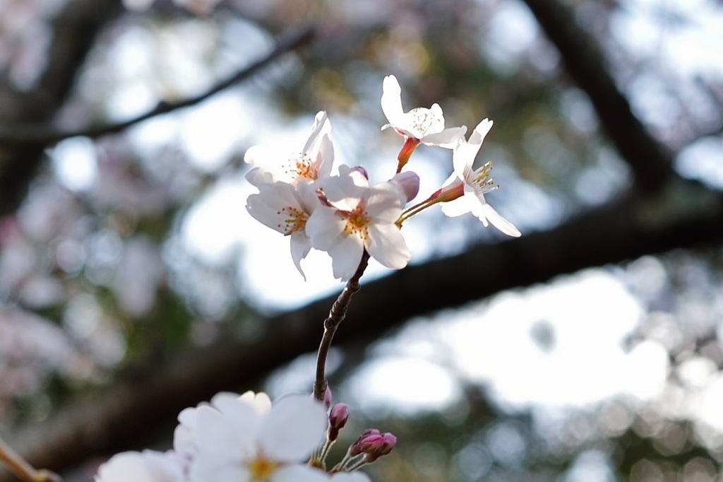 花恋（かれん）