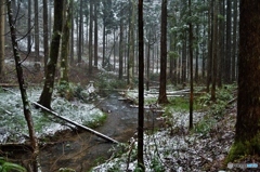森の冬眠