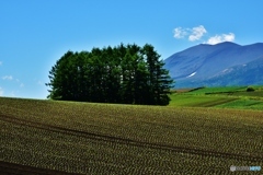 浅間山麓