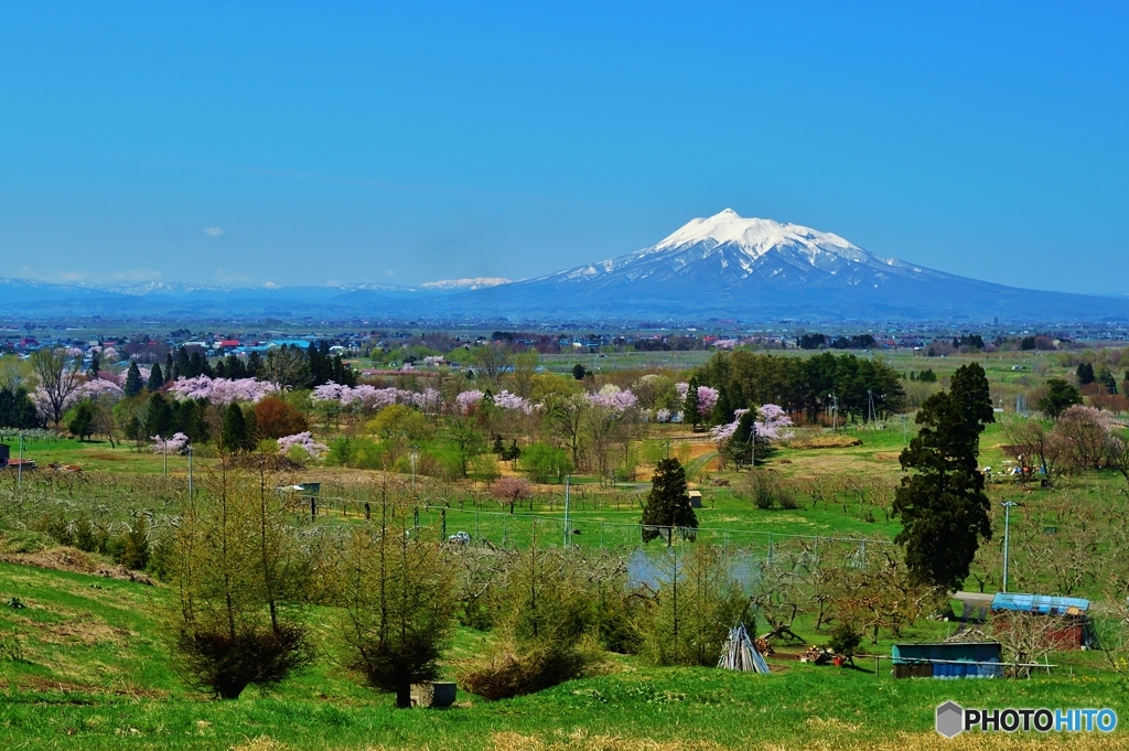 岩木山と桜