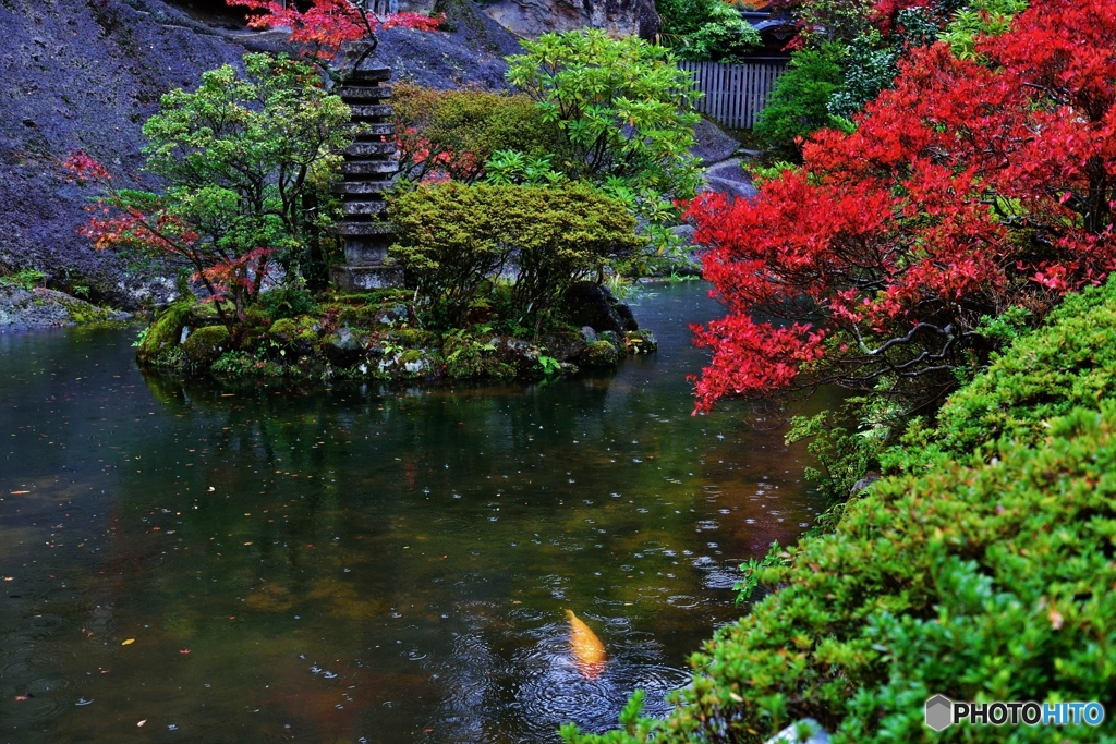 雨の池