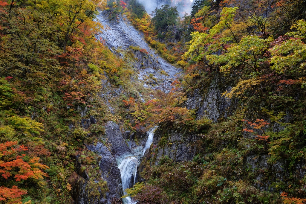 雨の紅葉