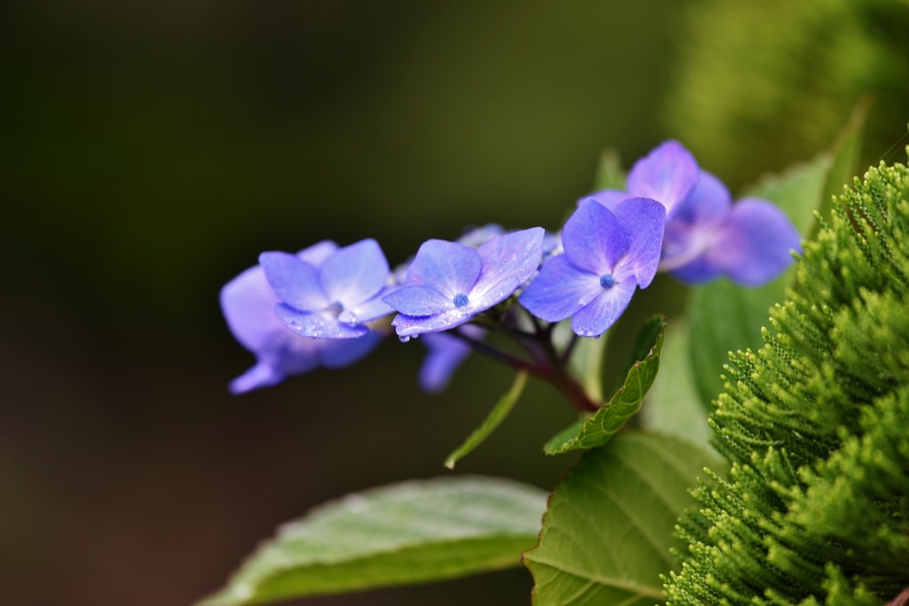 雨紫陽花