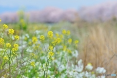 菜の花