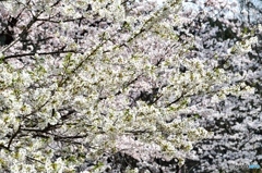 桜～さくら