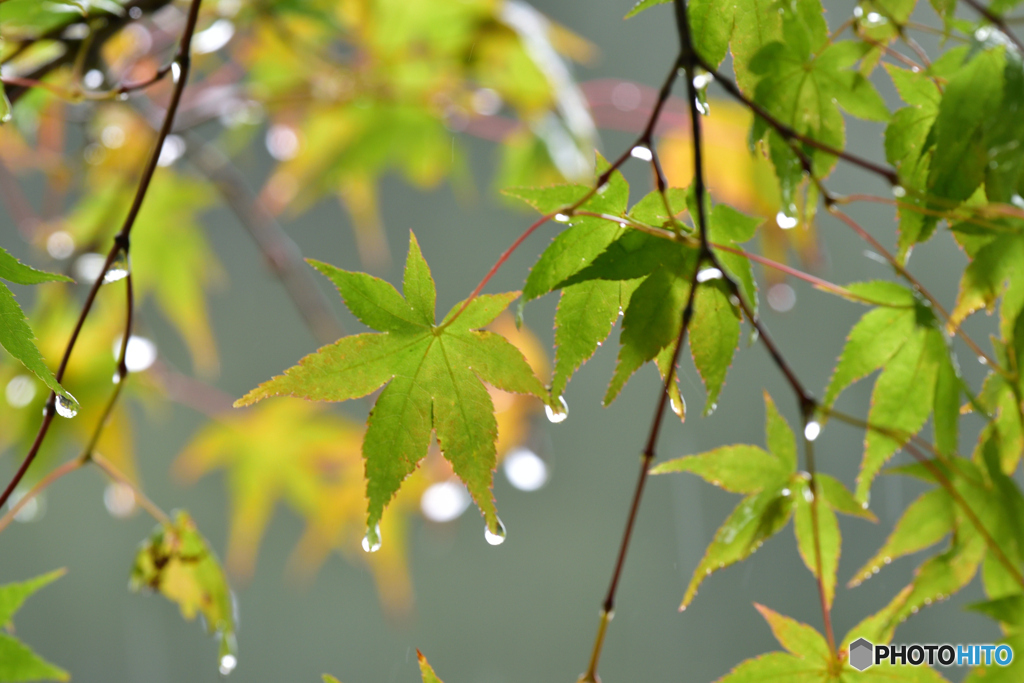 雨