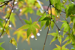 雨