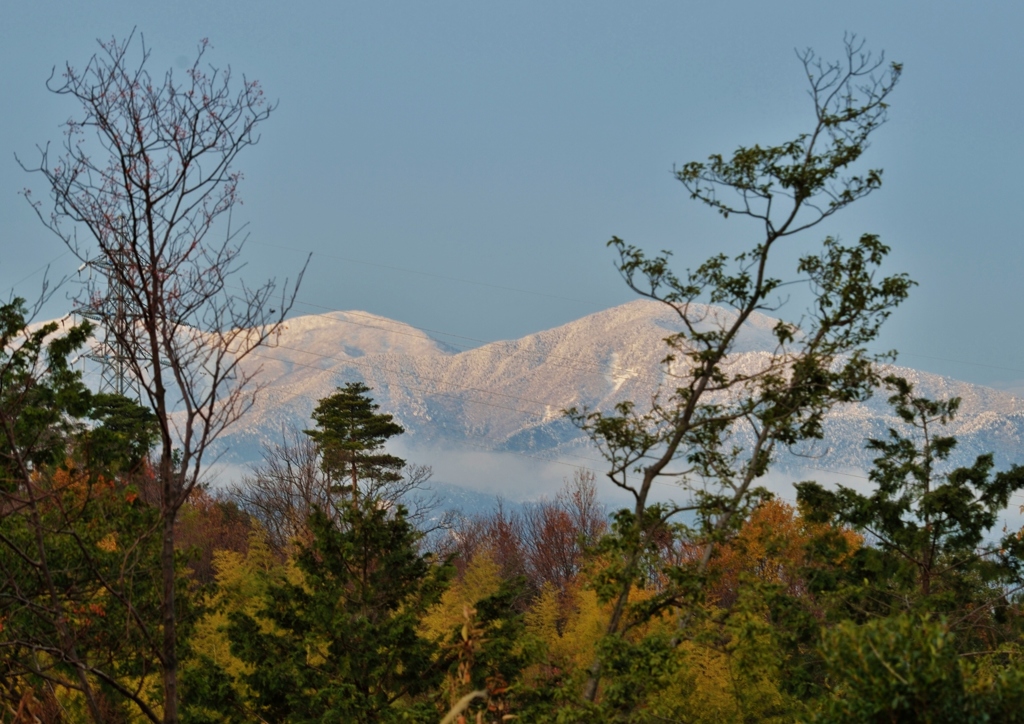 冠雪