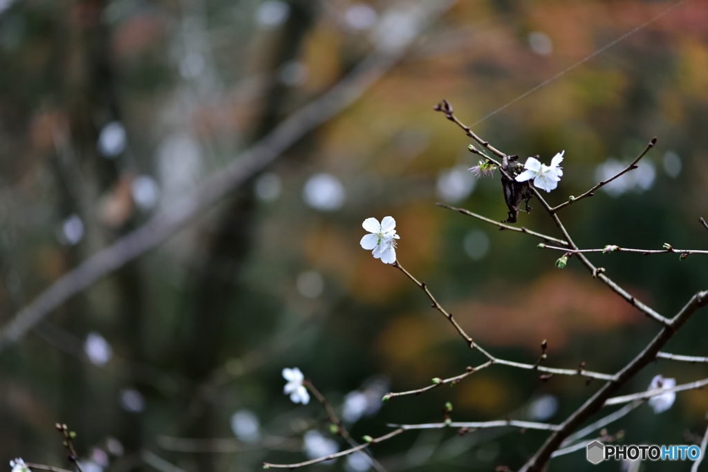 桜咲く