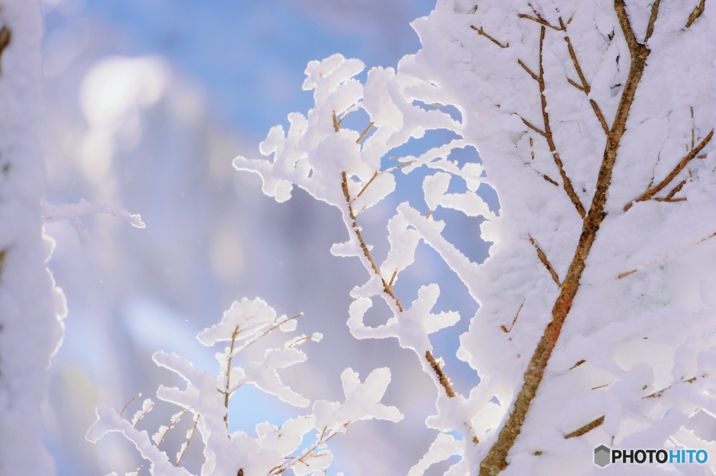 trees covered with hoar frost 