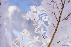 trees covered with hoar frost 