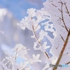 trees covered with hoar frost 