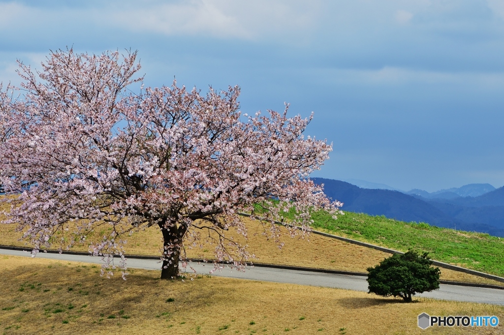 北の桜