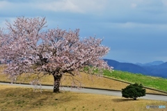 北の桜