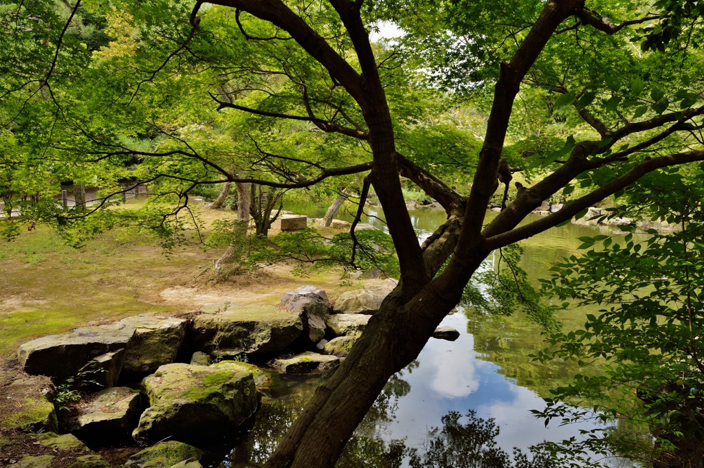 池のある風景１