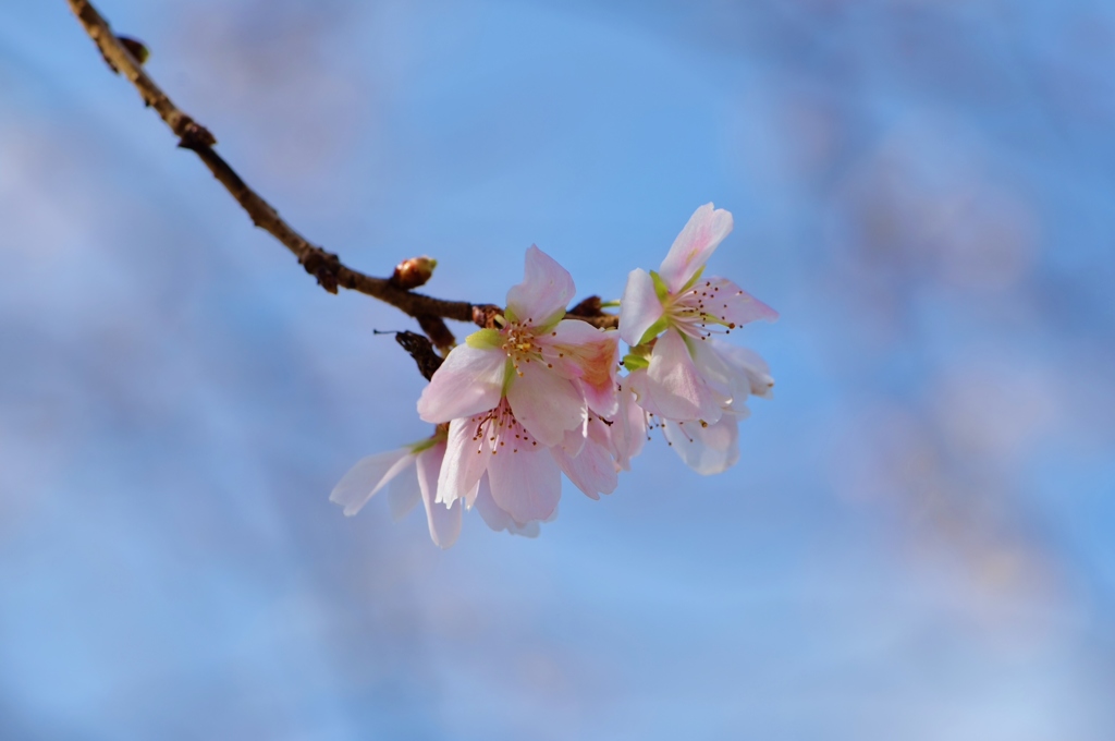 冬桜