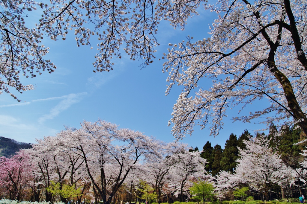 桜日和