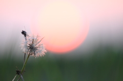 夕陽とタンポポ綿毛