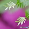 autumn leaf