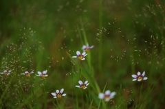 花火模様