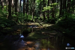 静寂の森