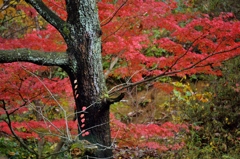 森の紅葉１