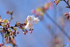 桜咲く