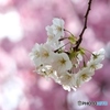 春の陽