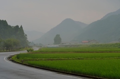 梅雨の里山