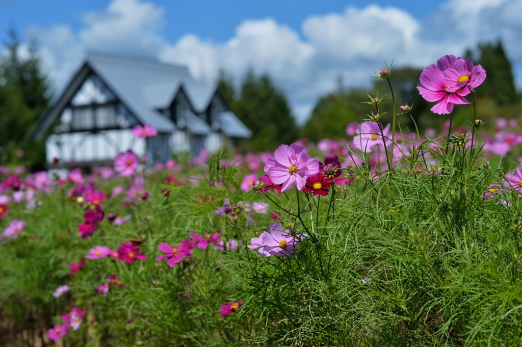 秋の桜